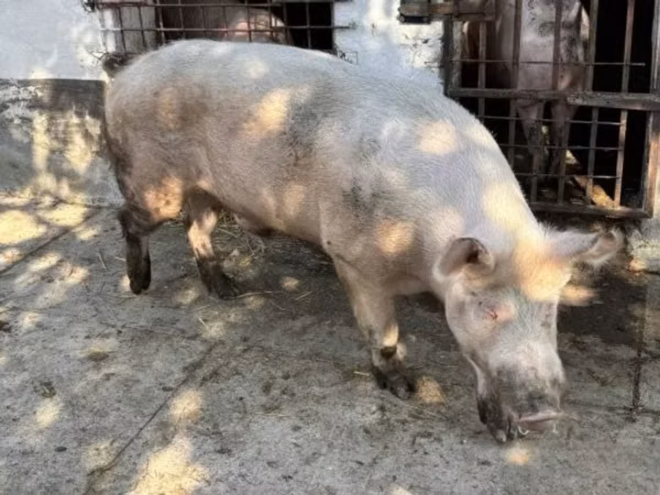 Boar, Pigs