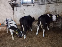 Cow, Cattle — photo 5