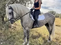 Hengst, Andalusian horse — Foto 4