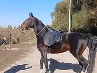 Horse (M), French Trotter — photo 5