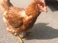 Chickens — फ़ोटो 2