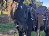 Yegua, Rocky Mountain Horse — foto 6