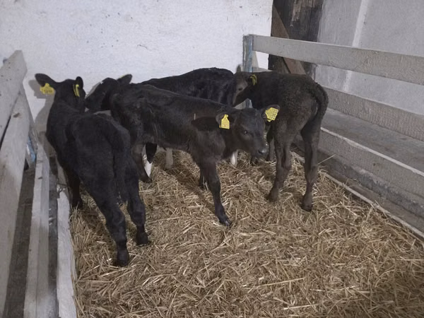 गाय, गोलस्टीन नस्ल