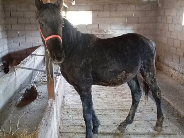 Horse (M), Horses
