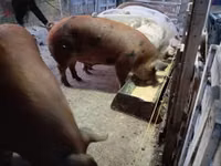Schweine (Partie, Geschlecht nicht angegeben), Schweine — Foto 6