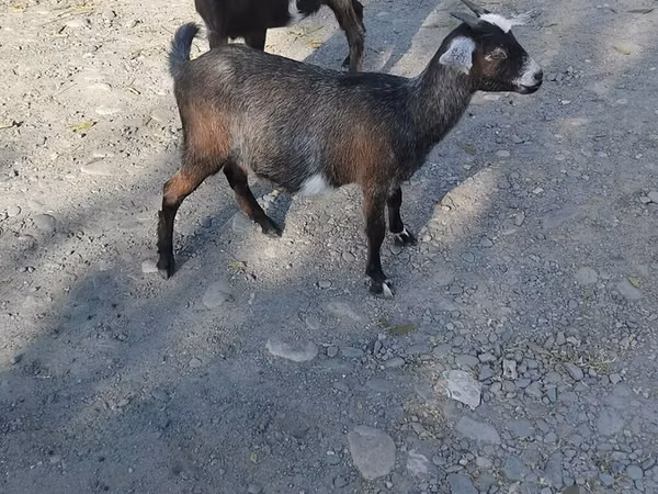 Billy Goat, Goats