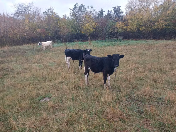 Bulle, Russian Black pied cattle