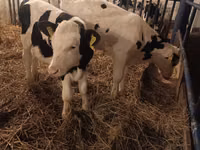 ثور, Russian Black pied cattle — الصورة 2
