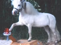 فرس, Miniature horse — الصورة 8