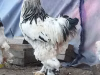 Brahma — Foto 1