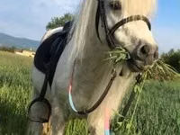 Hengst, Shetland Pony — Foto 3