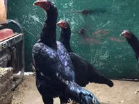 Shamo chickens — photo 4