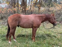 Horse (M), Quarter Horse — photo 1