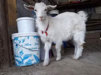 Goats (batch, sex not specified), Saanen goat — photo 5