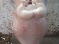 मेढ़ा, Adal sheep — फ़ोटो 4