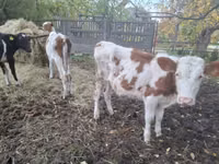 بقرة, Simmental cattle — الصورة 3