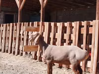 Carnero, Rhon sheep — foto 3