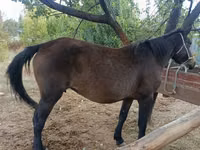 Mare, Horses — photo 1