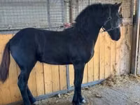 公马, Friesian — 照片 3