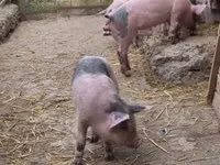 猪（批次，未指定性别）, Pigs — 照片 4