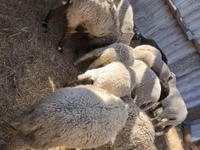Sheep (batch, sex not specified), Sheep — photo 1