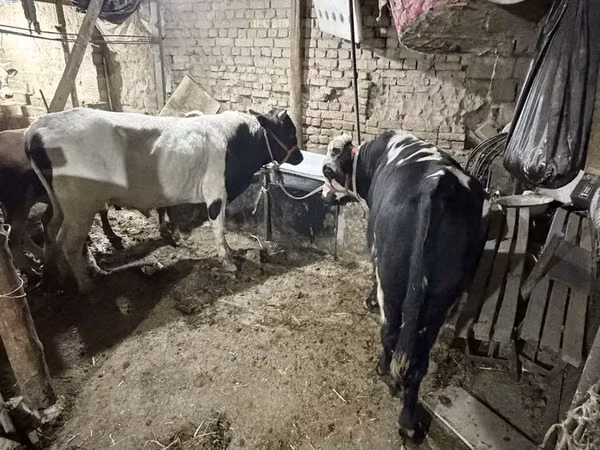 ثور, الماشية