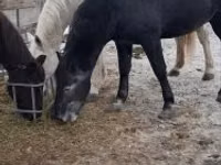 حصان, Lipizzaner — الصورة 5