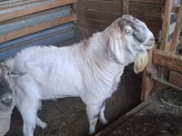 تيس, Beetal goats — الصورة 1