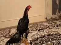 Chickens — फ़ोटो 1