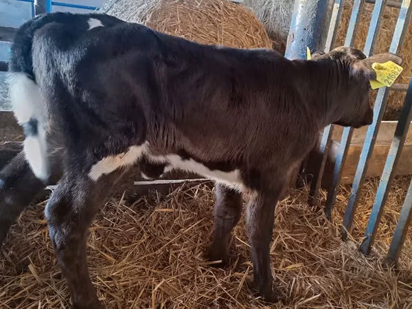 بقرة, Russian Black pied cattle