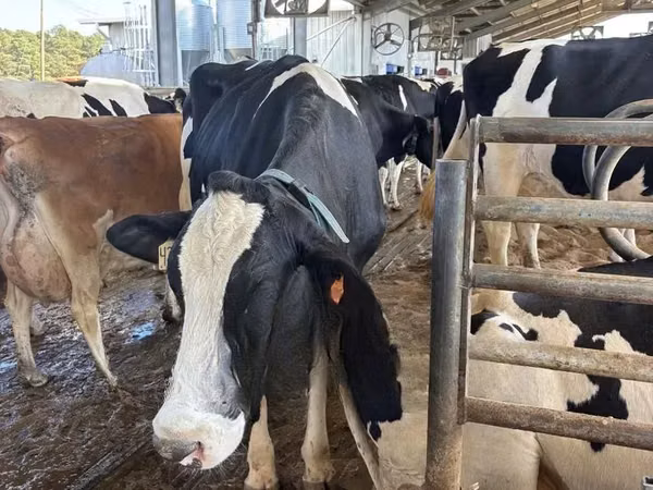 Cattle (batch, sex not specified), Holstein breed