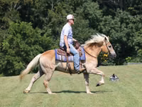 Hengst, Haflinger — Foto 5