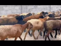 نعجة, الأغنام — الصورة 2