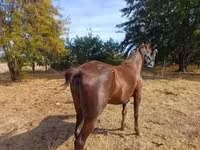 घोड़ी, Standardbred — फ़ोटो 4