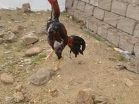 Chickens — Foto 7