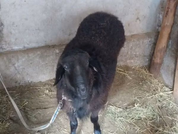 Ram, Sheep