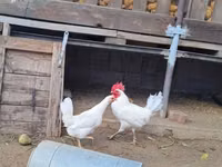 Japanisches Bantam — Foto 1