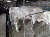 Bull, Red Polled Cow — photo 3