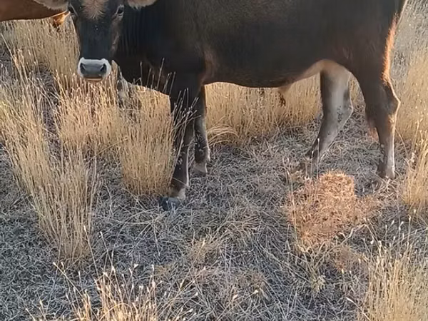 Бык, Коровы