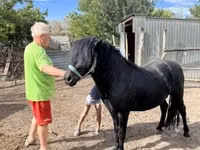 حصان, Welsh Cob — الصورة 3