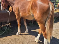 Caballo, Russian Heavy Draft — foto 2