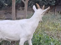 ماعز (دفعة، الجنس غير محدد), Saanen goat — الصورة 7