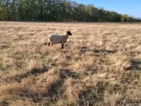 Ram, Shroshire sheep — photo 6