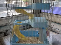 Hamster və balaca gəmiricilər üçün qəfəs - Rəng: açıq mavi plastik — फ़ोटो 1