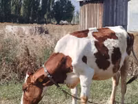 गाय, ऐरशायर — फ़ोटो 2