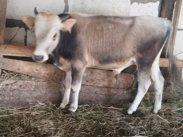Bull, Cattle