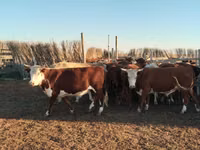 Bulle, Simmental cattle — Foto 1