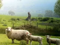 Schafe (Partie, Geschlecht nicht angegeben), Karachay sheep — Foto 8