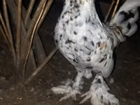 ياباني بانتام — الصورة 1