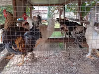 Brahma — photo 4